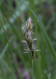 Carex leporina