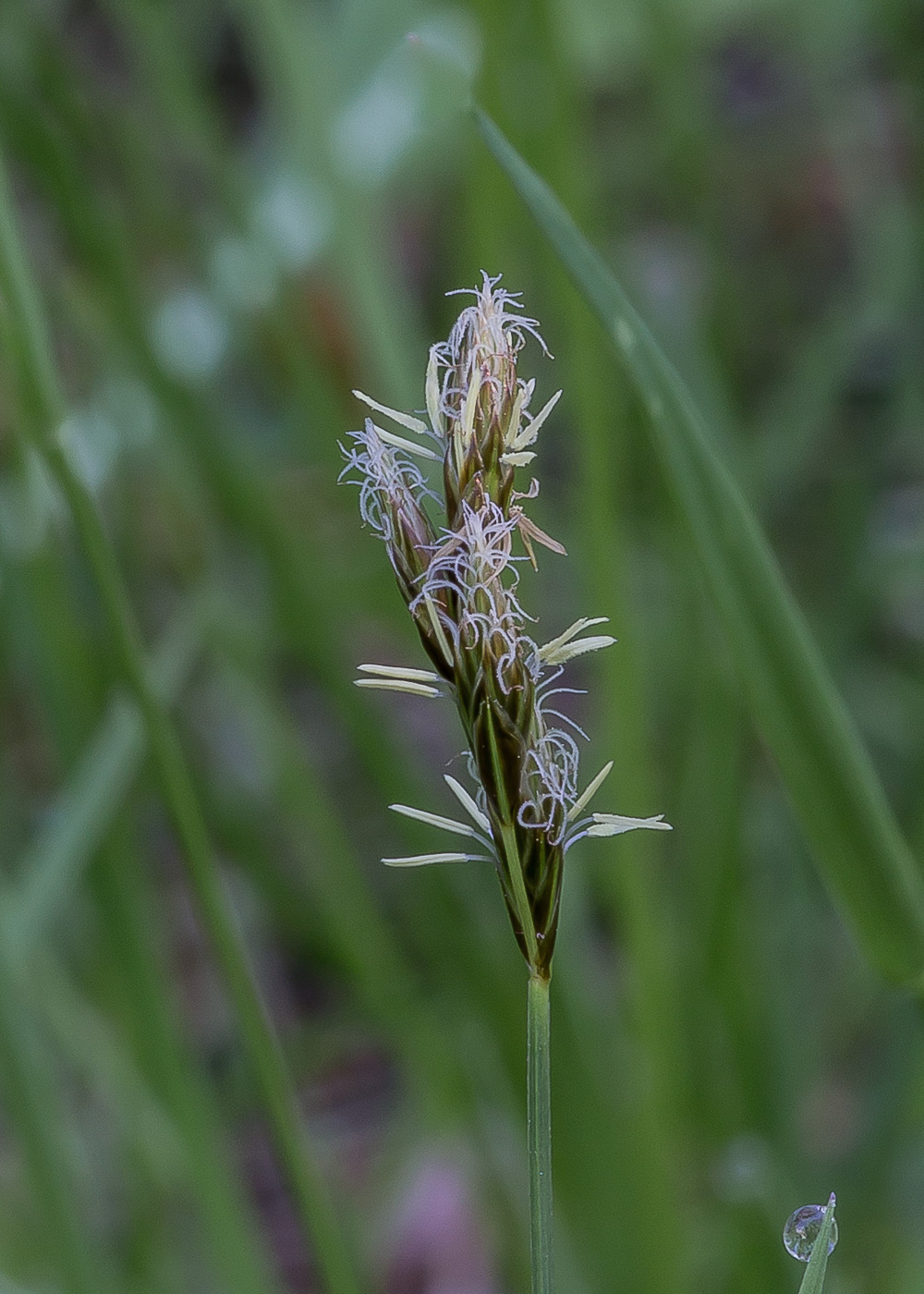 Изображение особи Carex leporina.