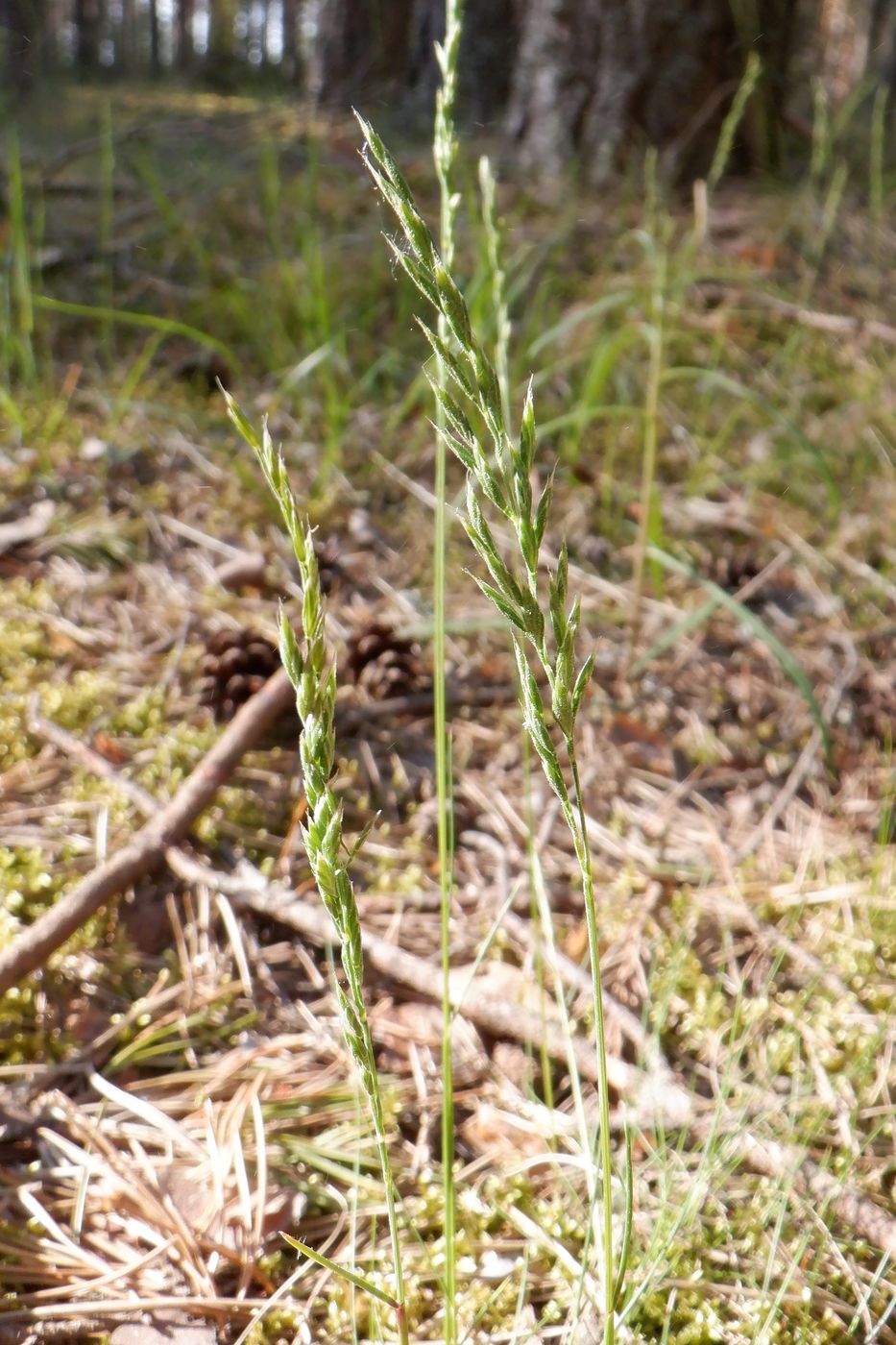 Изображение особи семейство Poaceae.