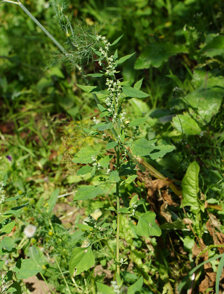 Image of genus Chenopodium specimen.