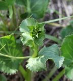 Eryngium planum. Верхушка расцветающего растения. Республика Татарстан, Спасский р-н, окр. г. Болгар, край техногенной площадки у леса. 29.05.2019.