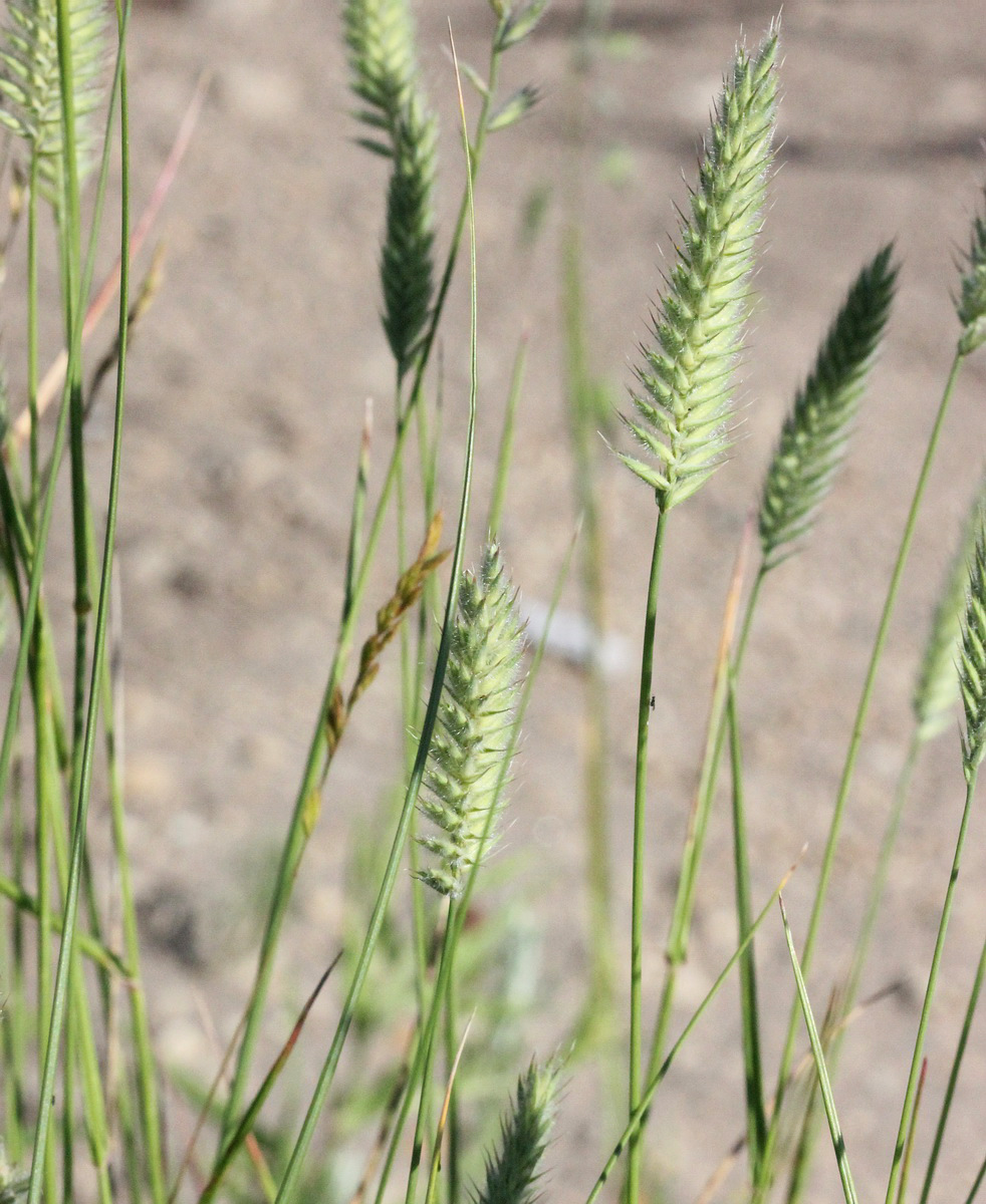 Изображение особи Agropyron pectinatum.