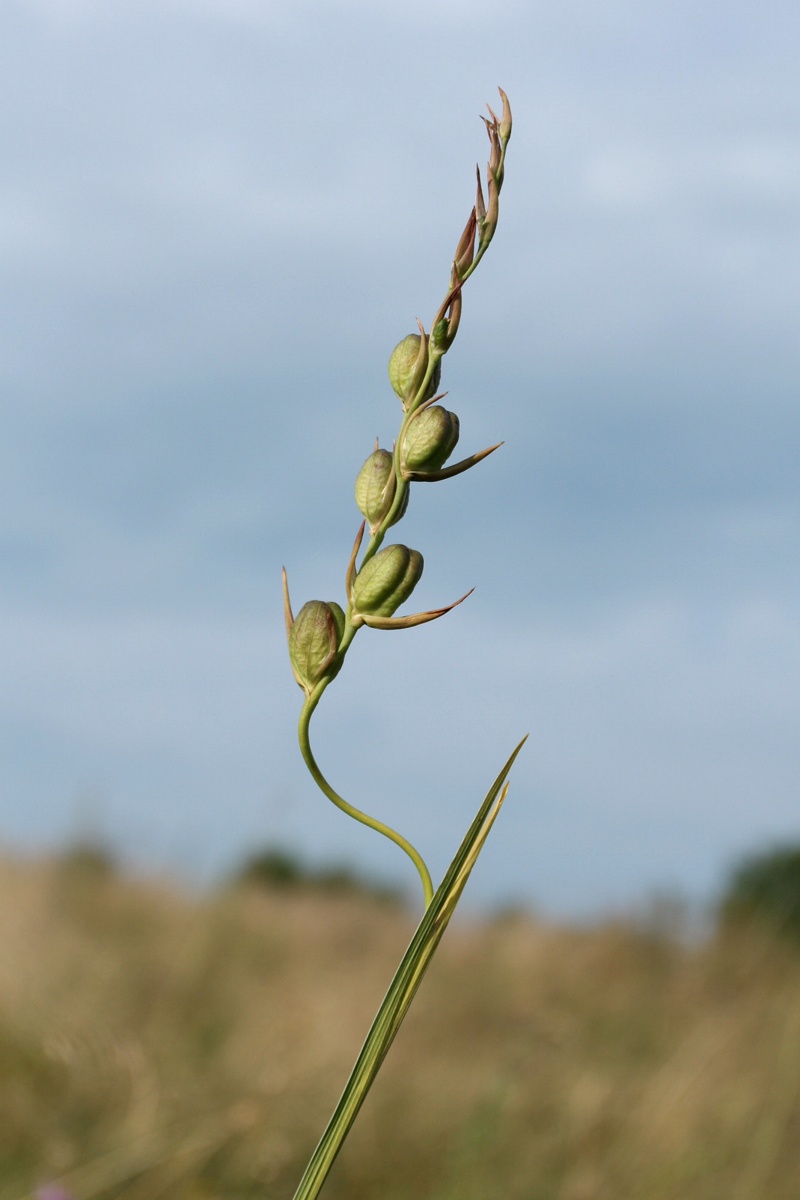 Image of Gladiolus imbricatus specimen.