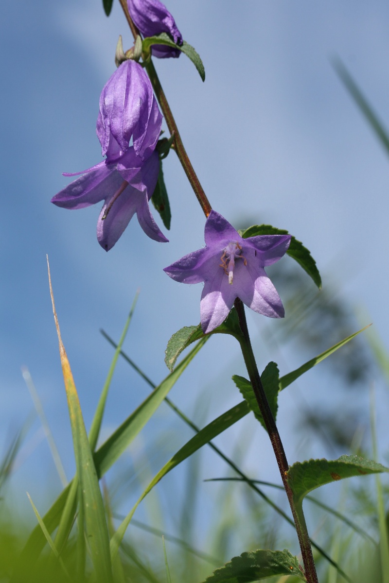 Изображение особи Campanula rapunculoides.