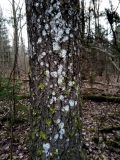 Phlyctis argena. Талломы на стволе Betula pendula. Санкт-Петербург, Курортный р-н, близ музея «Шалаш В.И. Ленина», в сыром смешанном лесу, на стволе Betula pendula. 30.11.2020.