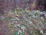 Aegopodium podagraria