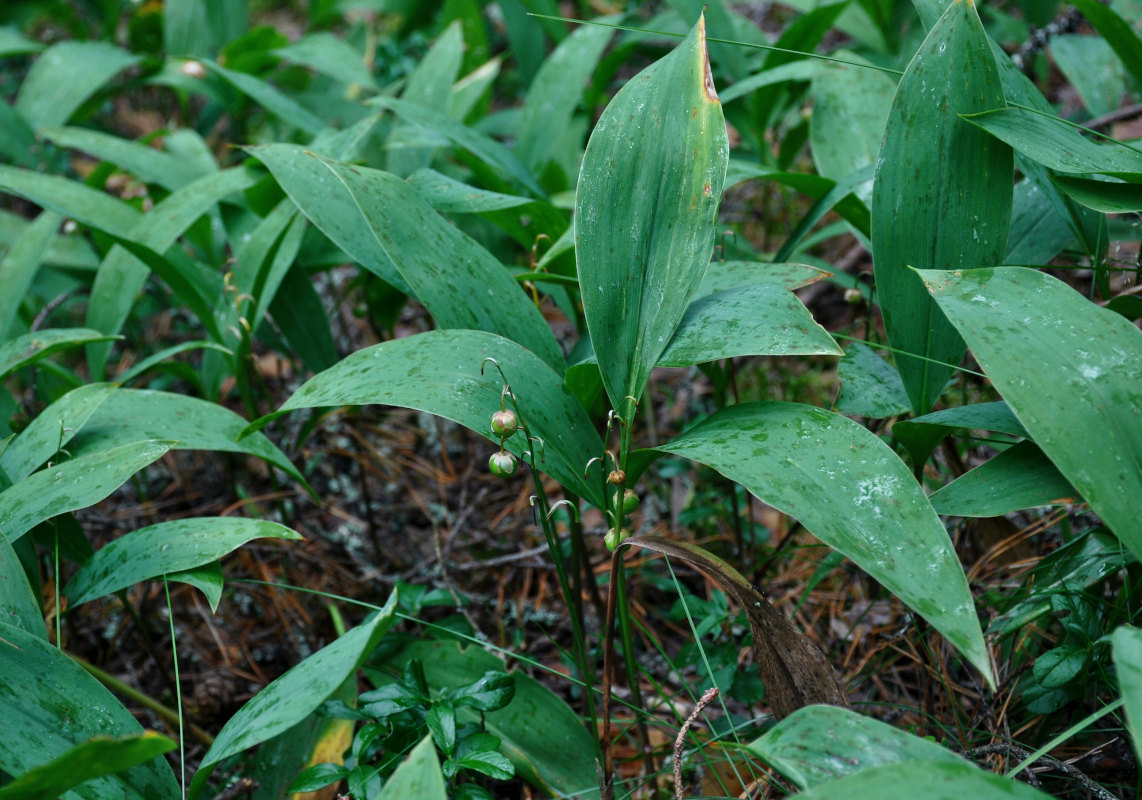 Изображение особи Convallaria majalis.