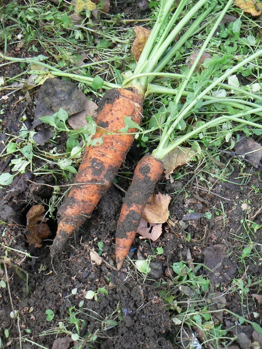 Image of Daucus sativus specimen.