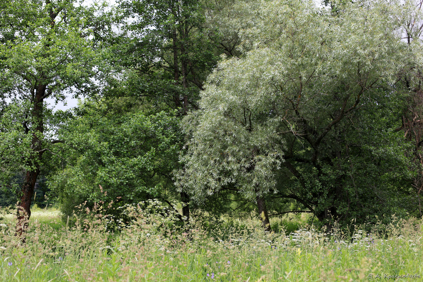 Image of Salix alba specimen.