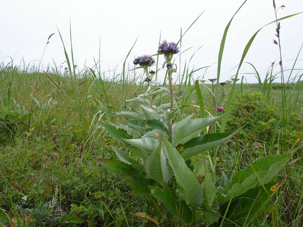 Изображение особи Saussurea pseudotilesii.