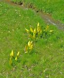 Lysichiton americanus. Цветущие растения. Чехия, Пругонице (Průhonice), дендрологический парк. 23.04.2008.