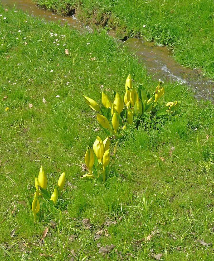 Изображение особи Lysichiton americanus.