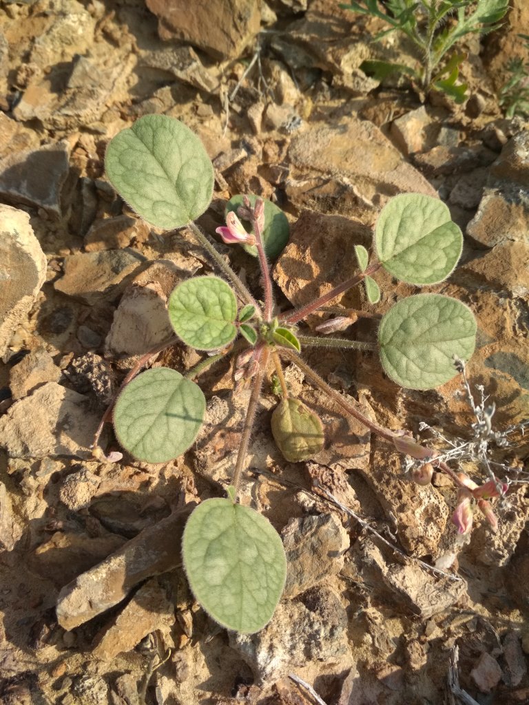 Image of Onobrychis tavernierifolia specimen.