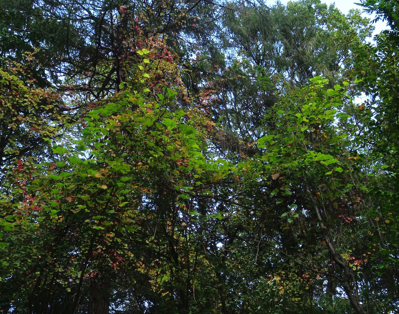 Image of Vitis amurensis specimen.