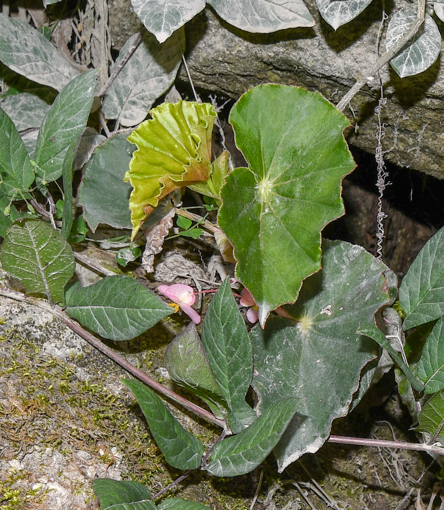 Image of genus Begonia specimen.