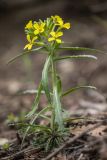 Erysimum callicarpum. Цветущее растение. Краснодарский край, м/о г. Новороссийск, южный склон Маркотхского хребта, каменистая горная степь. 02.05.2021.