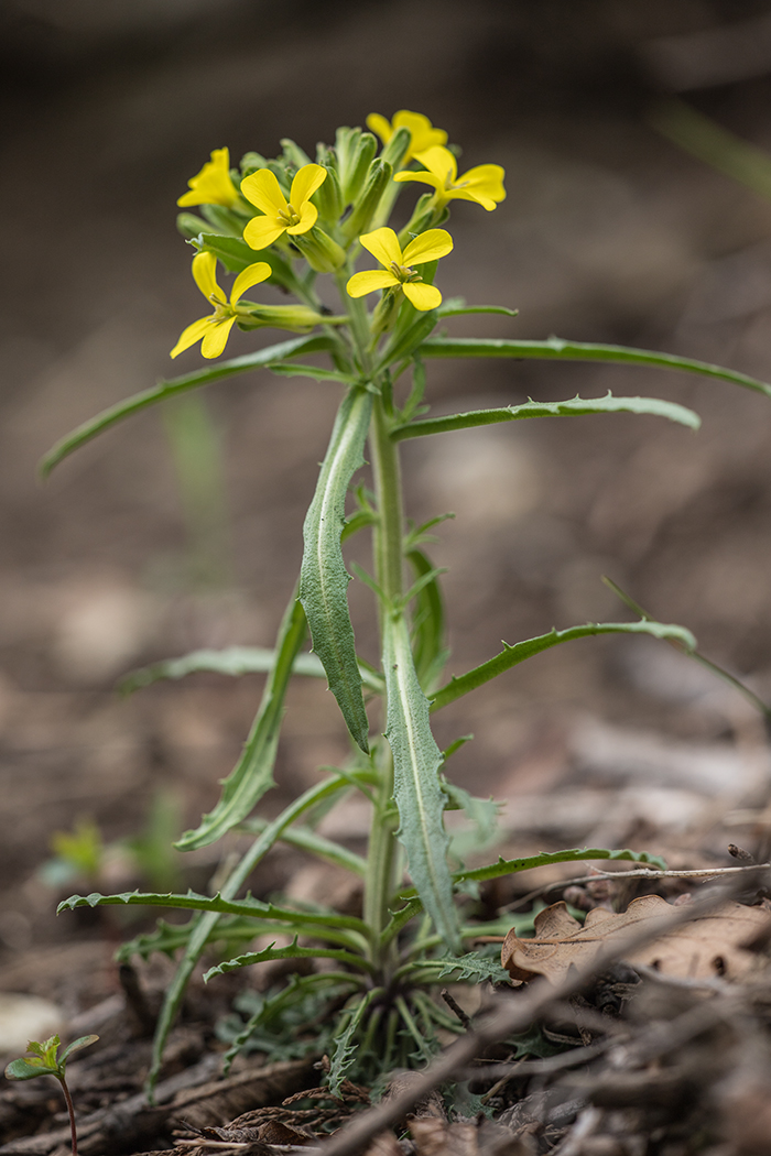 Image of Erysimum callicarpum specimen.