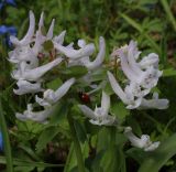 Corydalis solida