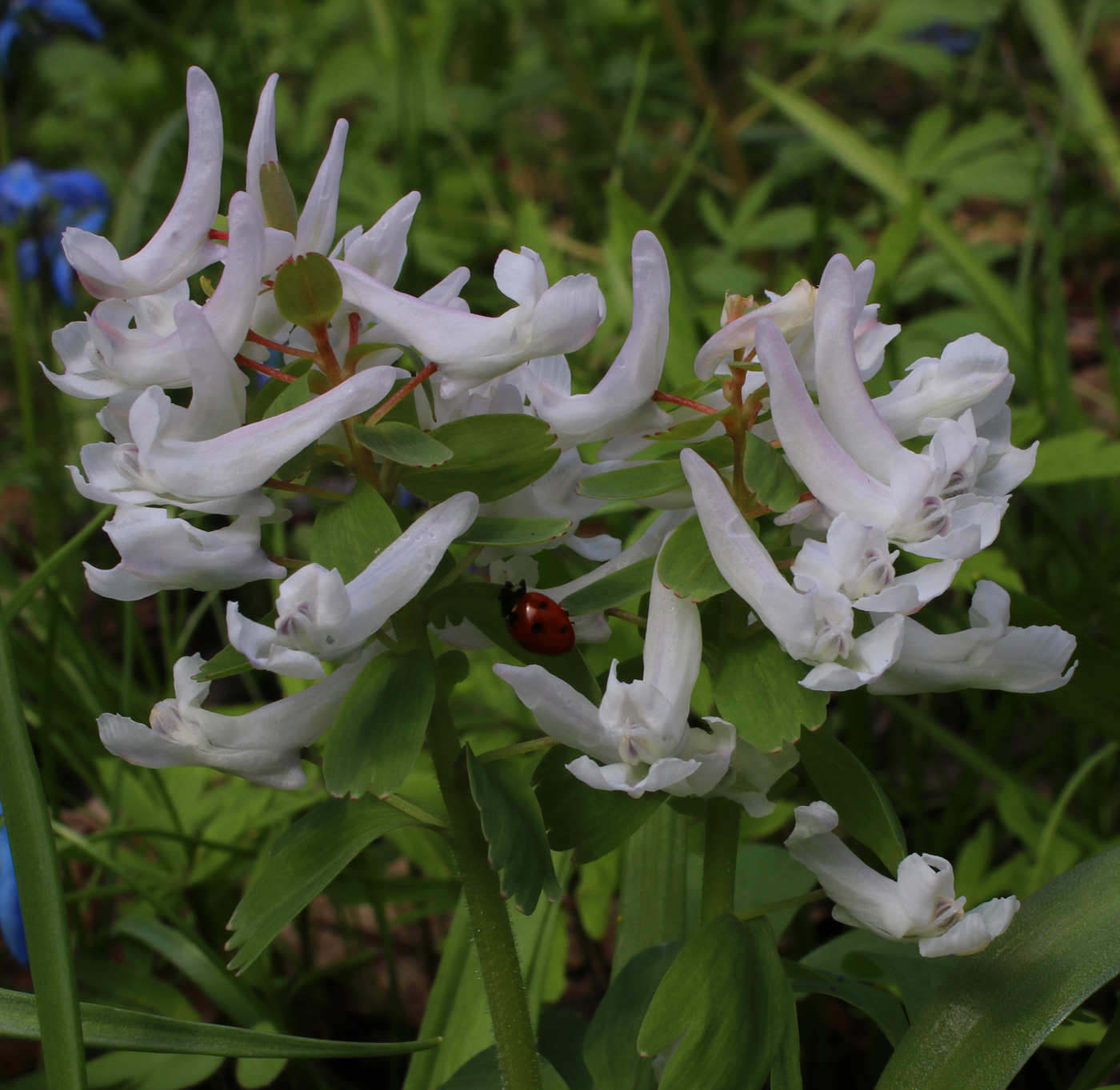 Image of Corydalis solida specimen.