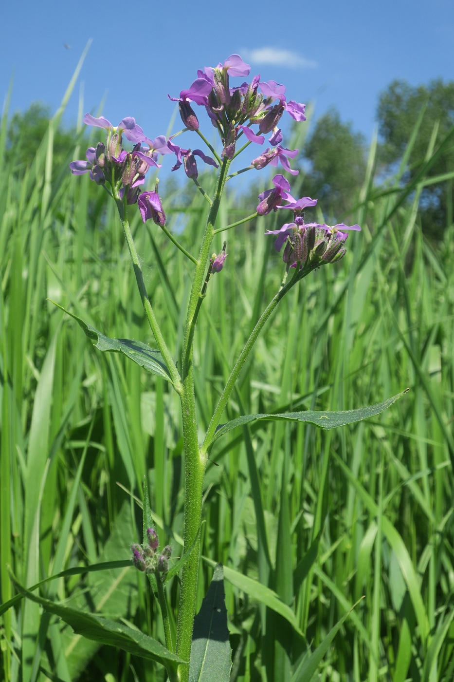 Image of Hesperis pycnotricha specimen.
