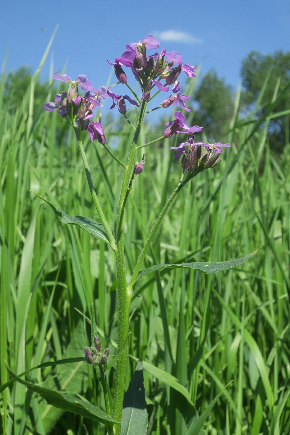 Изображение особи Hesperis pycnotricha.