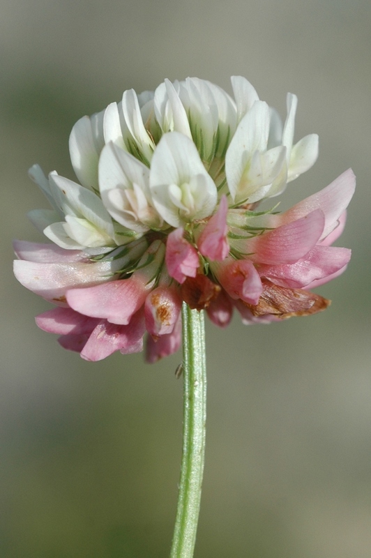 Изображение особи Trifolium hybridum.