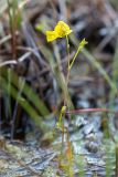 Utricularia intermedia