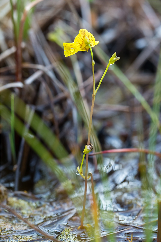 Изображение особи Utricularia intermedia.