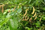 Salix pentandra