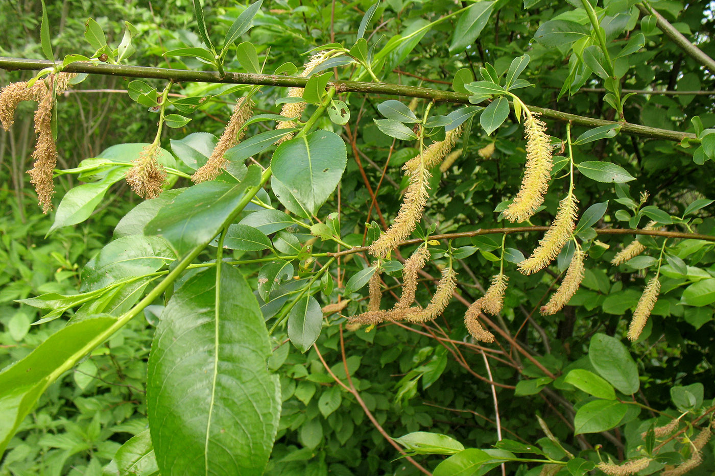 Image of Salix pentandra specimen.