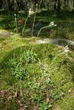 Antennaria dioica