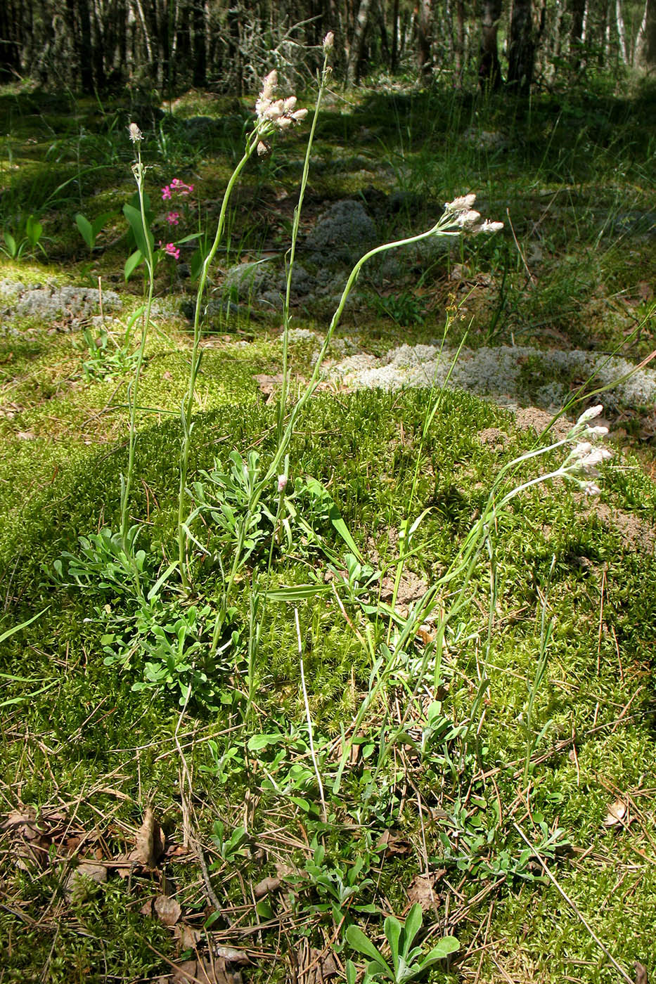 Изображение особи Antennaria dioica.