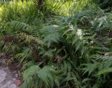Woodwardia prolifera