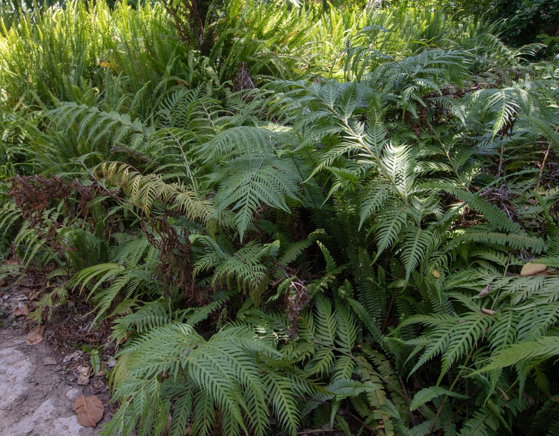 Image of Woodwardia prolifera specimen.