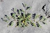Astragalus arpilobus. Плодоносящее растение. Узбекистан, Ферганская обл., Ферганская долина, Язъяванские пески. 16.05.2021.