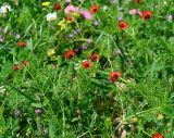 Adonis microcarpa