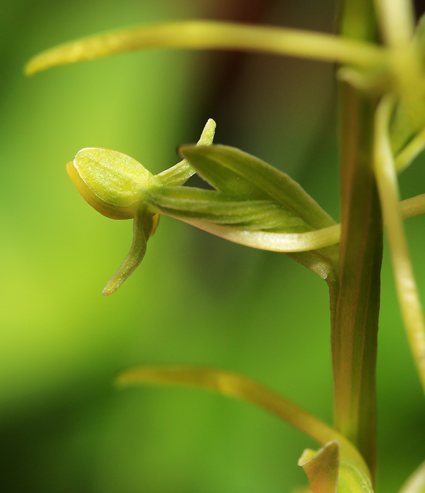 Изображение особи Platanthera tipuloides.