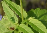 Veronica longifolia