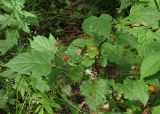 Rubus crataegifolius. Плодоносящее растение. Приморский край, Лазовский р-н, Лазовский заповедник, 1 км южнее кордона Америка, широколиственный лес. 17.08.2009.