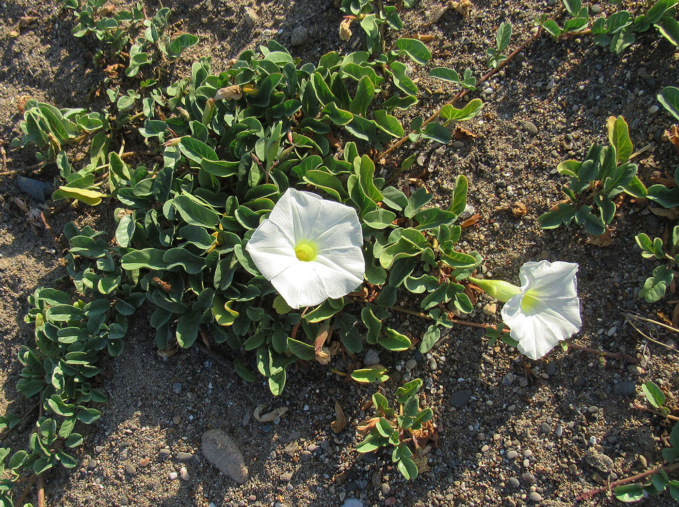 Image of Ipomoea imperati specimen.
