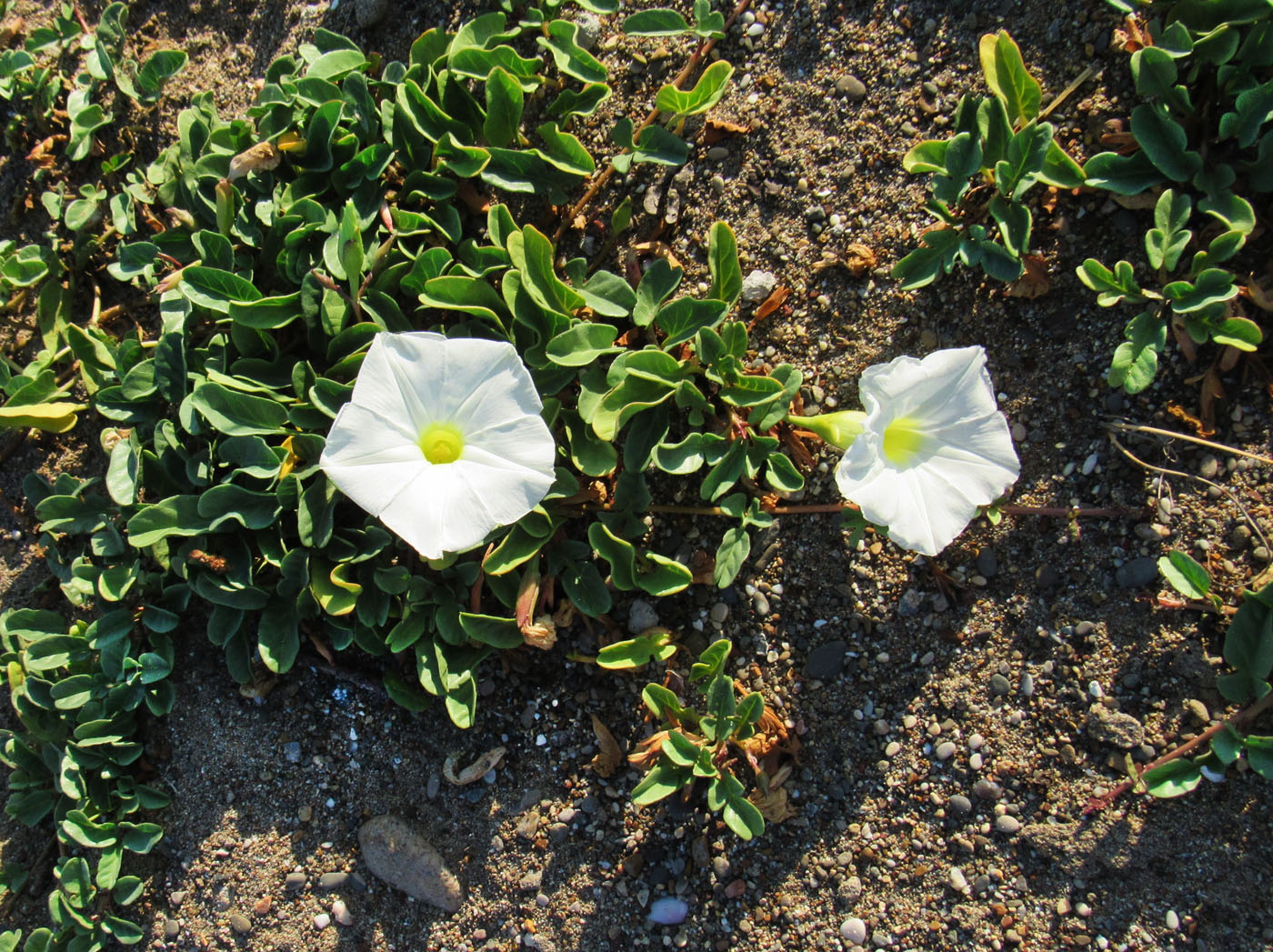 Image of Ipomoea imperati specimen.