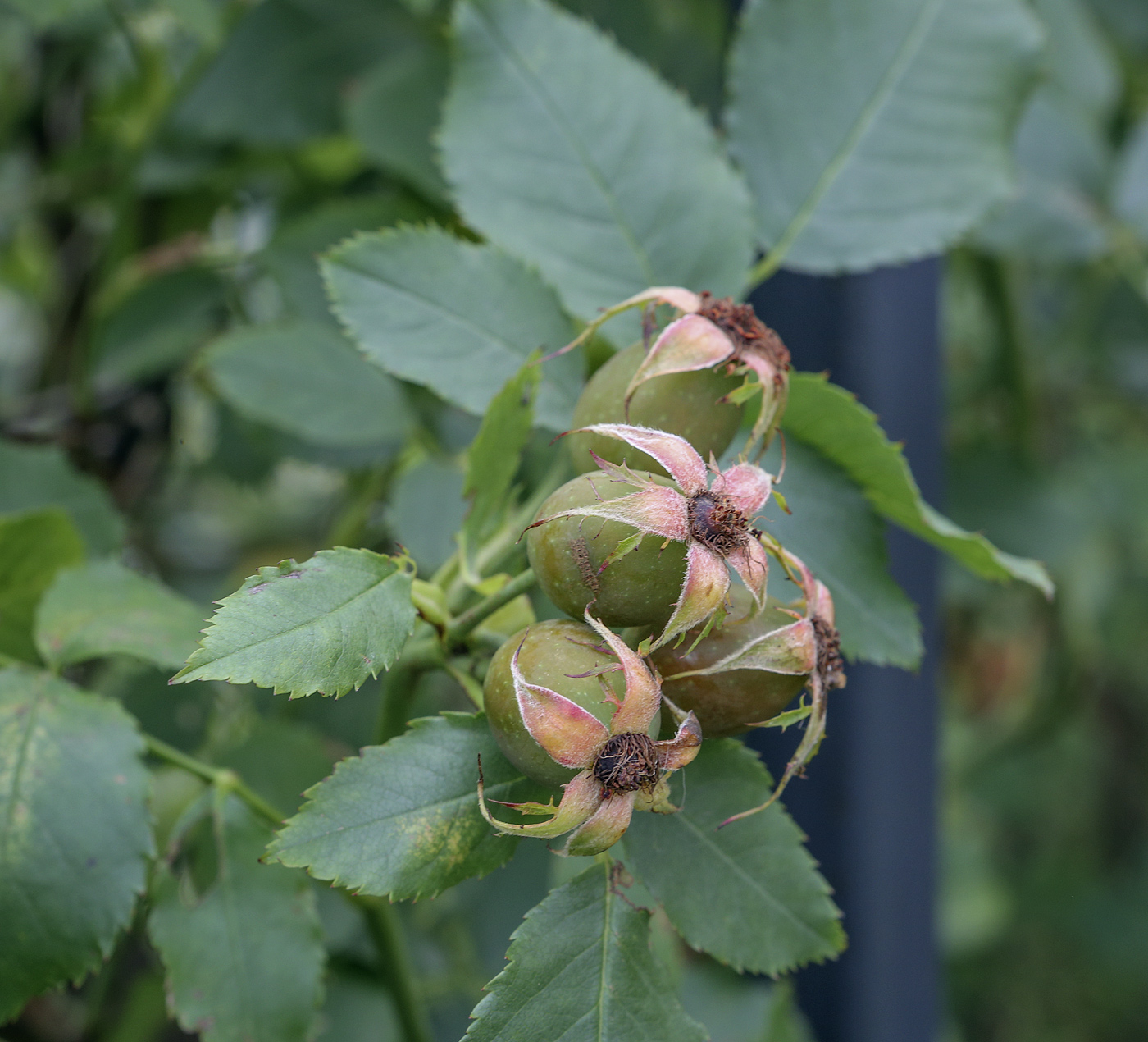 Изображение особи Rosa canina.