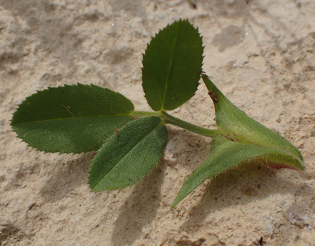 Image of Ononis pubescens specimen.