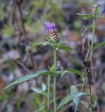 Centaurea jacea. Верхушка цветущего растения. Республика Удмуртия, Каракулинский р-н, Ныргындинское сельское поселение, дер. Зуевы Ключи, разнотравный луг. 08.10.2021.