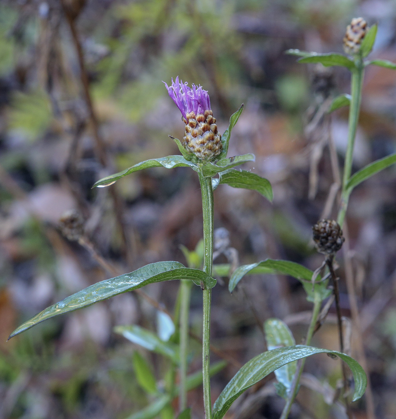 Image of Centaurea jacea specimen.