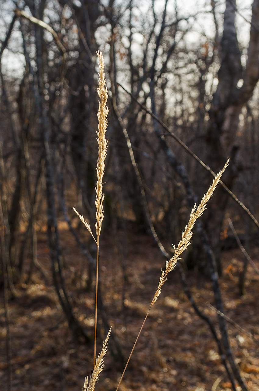 Image of Calamagrostis arundinacea specimen.