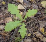 Quercus robur. Молодое растение-самосев. Пермский край, Кунгурский р-н, окр. с. Филипповка, гора Ледяная, крутой слабо задернованный склон. 12.09.2021.