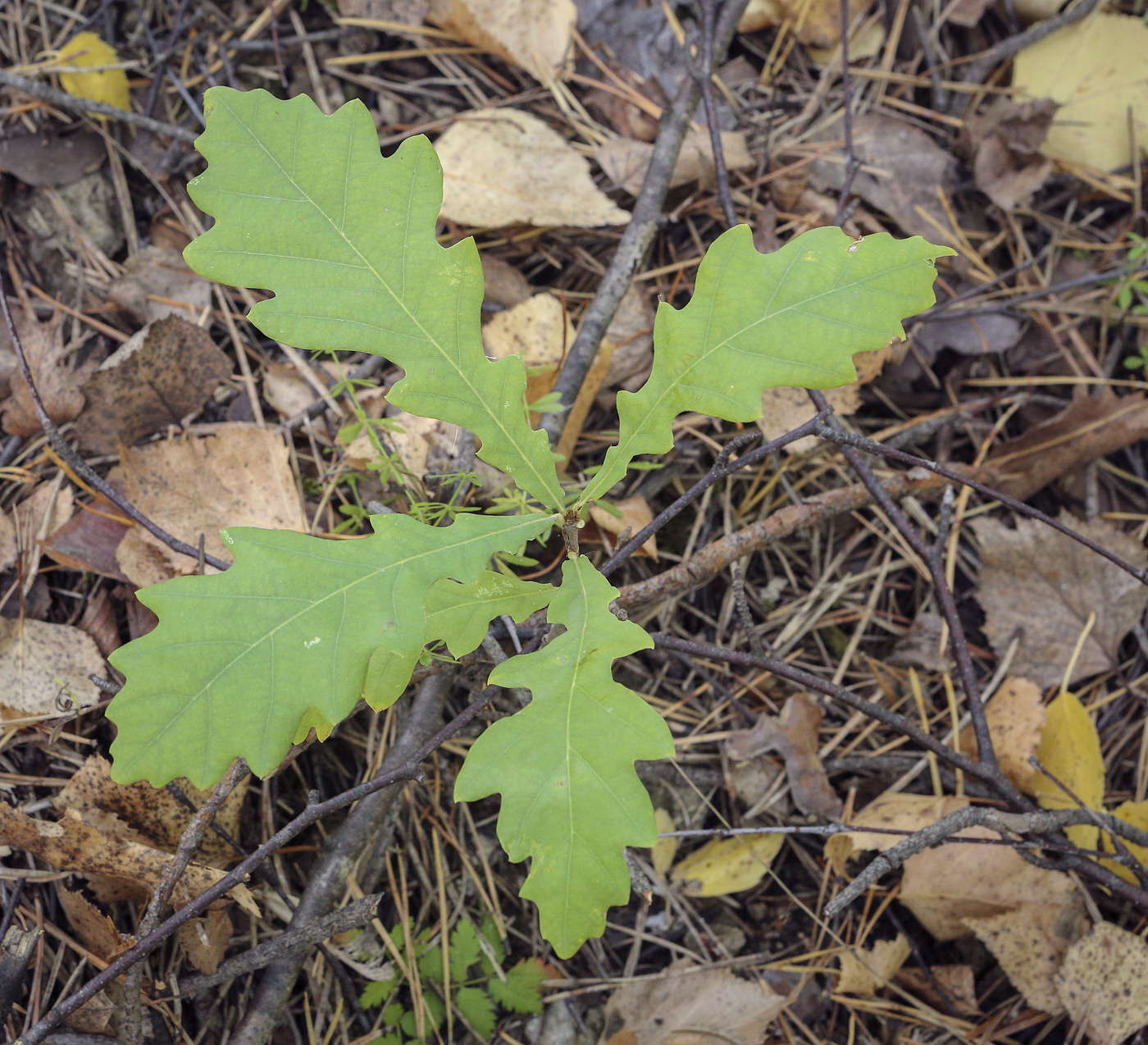 Image of Quercus robur specimen.