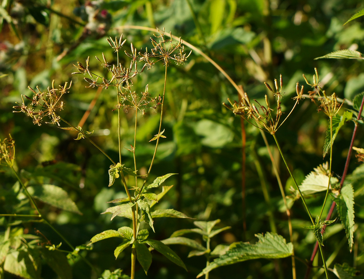 Image of Chaerophyllum aromaticum specimen.