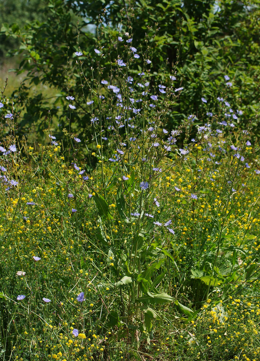 Image of Cichorium intybus specimen.